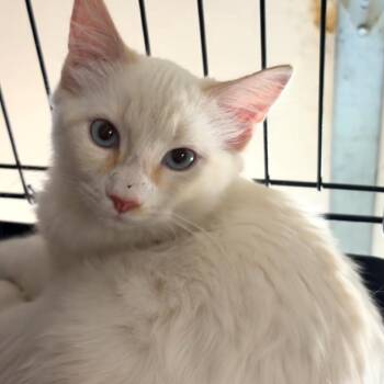 1 -  Domestic Medium Hair and Siamese Cat for Adoption in Long Beach, California - 1 | PetCurious