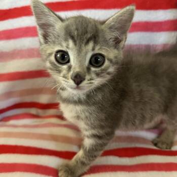 Paramore -  Domestic Short Hair Cat for Adoption in Lynchburg, Virginia - Paramore | PetCurious
