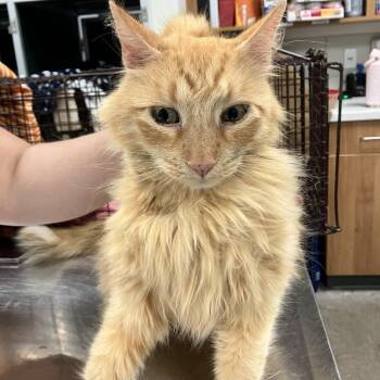 107590 -  Domestic Medium Hair Cat for Adoption in Las Cruces, New Mexico - 107590 | PetCurious