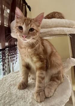 Rufus -  Domestic Medium Hair Cat for Adoption in Statesboro, Georgia - Rufus | PetCurious