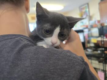 Dylan -  Domestic Short Hair Cat for Adoption in Southbury, Connecticut - Dylan | PetCurious