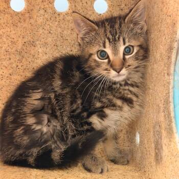 El Nino -  Domestic Short Hair Cat for Adoption in Philadelphia, Pennsylvania - El Nino | PetCurious