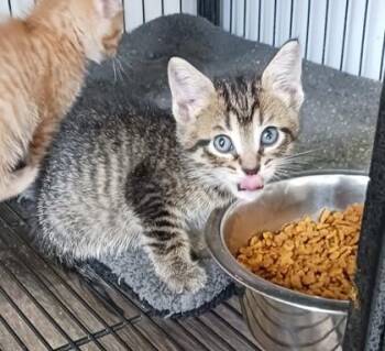 Harper -  Domestic Short Hair Cat for Adoption in West Memphis, Arkansas - Harper | PetCurious