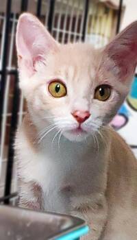 Graham (Barclay) -  Domestic Short Hair Cat for Adoption in Davis, California - Graham (Barclay) | PetCurious