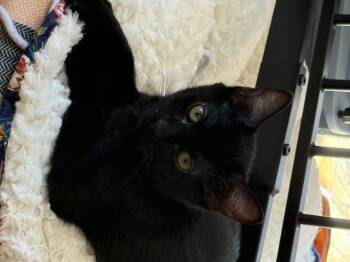Rescue Domestic Short Hair Cats for Adoption in Charlotte, North Carolina - Binx | PetCurious
