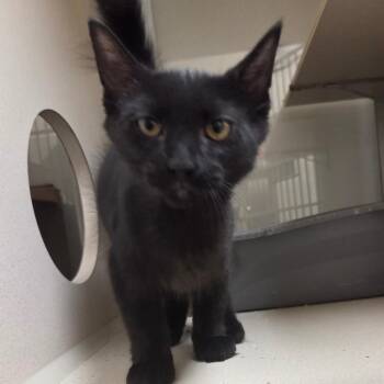 Ziva -  Domestic Short Hair Cat for Adoption in Ballston Spa, New York - Ziva | PetCurious