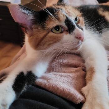 Rescue Domestic Short Hair Cats for Adoption in Indianapolis, Indiana - Sweet Potato | PetCurious