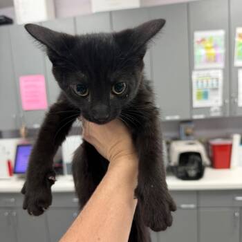 Jack Jr -  Domestic Short Hair Cat for Adoption in Port Charlotte, Florida - Jack Jr | PetCurious