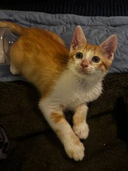 Ziggy -  Domestic Short Hair Cat for Adoption in Seal Beach, California - Ziggy | PetCurious