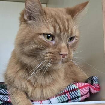 Benny -  Domestic Medium Hair Cat for Adoption in Mokena, Illinois - Benny | PetCurious