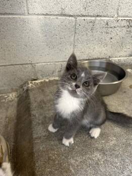 Domestic Short Hair Cats Available for Adoption in Ontario, California - Greg | PetCurious