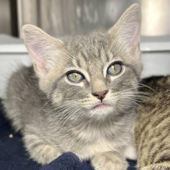 Web -  Domestic Short Hair Cat for Adoption in Palm Springs, California - Web | PetCurious