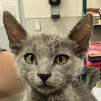 Bones -  Domestic Medium Hair Cat for Adoption in Las Cruces, New Mexico - Bones | PetCurious