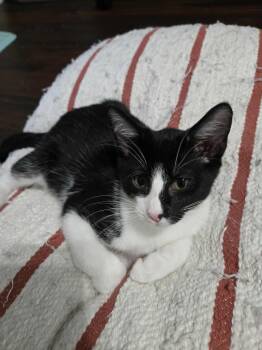 Rescue Domestic Short Hair Cats for Adoption in Overland Park, Kansas - Grumpy | PetCurious