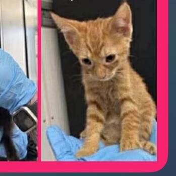 Domestic Short Hair Cats Available for Adoption in Oceanside, California - Zeus | PetCurious