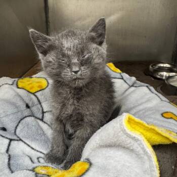Cody -  Domestic Short Hair Cat Available for Adoption in Redwood Falls, Minnesota - Cody | PetCurious