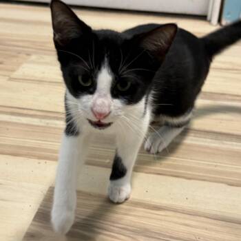 Nandor -  Domestic Short Hair Cat for Adoption in Middleton, Wisconsin - Nandor | PetCurious