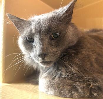 Bunny -  Domestic Long Hair Cat for Adoption in Fairfax, Virginia - Bunny | PetCurious