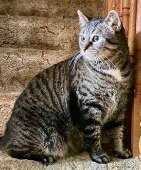 Tabby and Domestic Short Hair Cats Available for Adoption in Vaughan, Ontario - Basha (bonded With June) | PetCurious