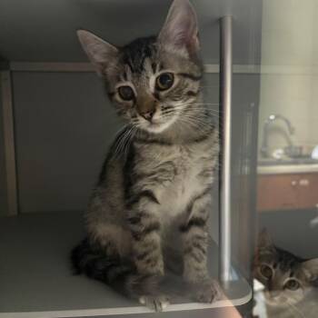 Muffin -  Domestic Short Hair Cat for Adoption in Columbus, North Carolina - Muffin | PetCurious