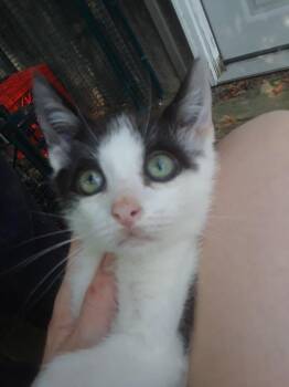 Rescue Domestic Short Hair Cats for Adoption in Millerton, Pennsylvania - Elf | PetCurious