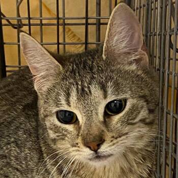 Domestic Short Hair Cats Available for Adoption in Las Cruces, New Mexico - Noodle | PetCurious