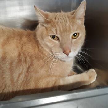 Domestic Short Hair Cats Available for Adoption - Poppy (Stinky) | PetCurious