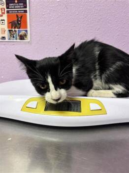 Oreos -  Domestic Medium Hair Cat for Adoption in El Paso, Texas - Oreos | PetCurious