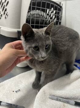Rescue Domestic Short Hair Cats for Adoption in West Chester, Pennsylvania - Croissant | PetCurious