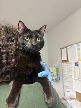 Domestic Short Hair Cats Available for Adoption in Bolivar, Missouri - McQueen | PetCurious