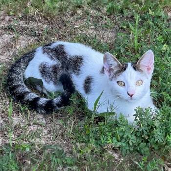 Hermione -  Domestic Short Hair Cat for Adoption in Little Rock, Arkansas - Hermione | PetCurious