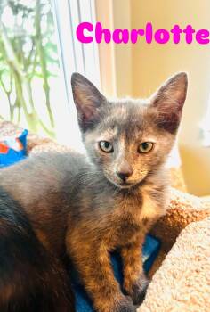 Charlotte -  Domestic Short Hair and Dilute Tortoiseshell Cat for Adoption in Norfolk, Virginia - Charlotte | PetCurious