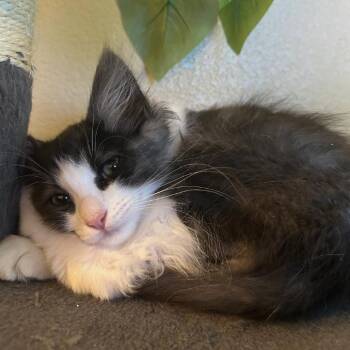 Zeus -  Domestic Medium Hair Cat Available for Adoption in Las Vegas, Nevada - Zeus | PetCurious