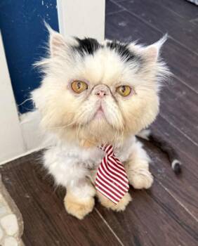 BERNIE -  Persian Cat for Adoption in Kenosha, Wisconsin - BERNIE | PetCurious