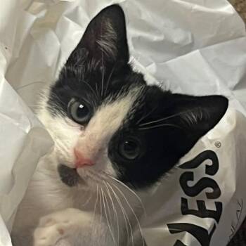 Rescue Tuxedo Cats for Adoption in Stockton, California - Chicken Wing - Wings | PetCurious