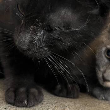 BaileyJo -  Domestic Medium Hair Cat for Adoption in Philadelphia, Pennsylvania - BaileyJo | PetCurious