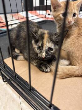 BAYERN -  Domestic Medium Hair Cat for Adoption in Sugar Land, Texas - BAYERN | PetCurious