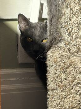 Rescue Domestic Short Hair Cats for Adoption in Brockport, New York - Lavender | PetCurious