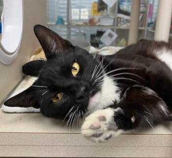 ROY -  Domestic Short Hair Cat for Adoption in Springfield, Massachusetts - ROY | PetCurious