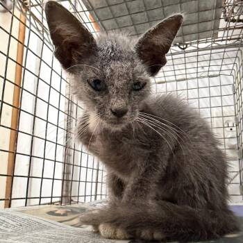 Condor -  Domestic Short Hair Cat for Adoption in Edinburg, Texas - Condor | PetCurious
