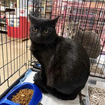 Rescue Bombay Cats for Adoption in Fresno, California - Merlin The Wizard | PetCurious