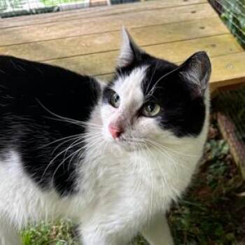 Domestic Short Hair Cats Available for Adoption in Knoxville, Tennessee - MooMoo | PetCurious