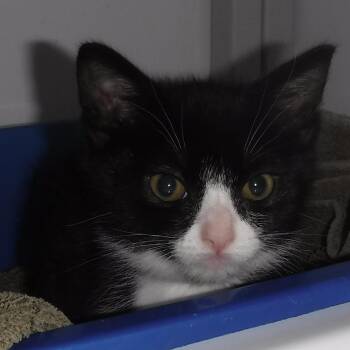 Harlequin - So Much Fun -  Tuxedo Cat for Adoption in Hoquiam, Washington - Harlequin - So Much Fun | PetCurious