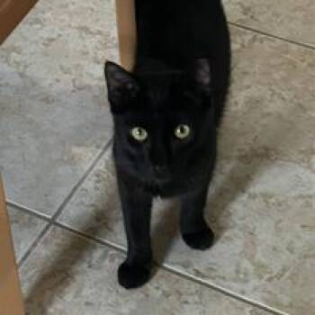 Michael -  Domestic Short Hair Cat Available for Adoption in Boston, Massachusetts - Michael | PetCurious