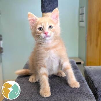 Car Alarm -  Domestic Short Hair Cat for Adoption in Toledo, Ohio - Car Alarm | PetCurious