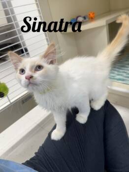 Sinatra -  Domestic Long Hair and Siamese Cat for Adoption in Manistee, Michigan - Sinatra | PetCurious