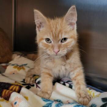 Slinky -  Domestic Short Hair Cat for Adoption in Nashville, Indiana - Slinky | PetCurious