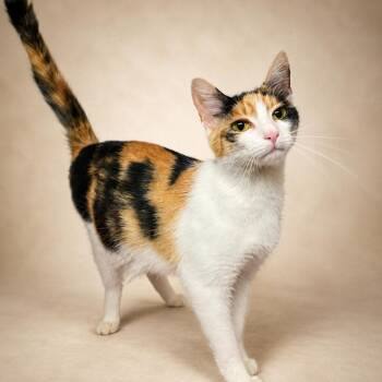 Calypso -  Domestic Short Hair Cat for Adoption in Heber Springs, Arkansas - Calypso | PetCurious