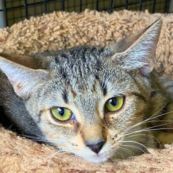 Rescue Domestic Short Hair Cats for Adoption in Boston, Massachusetts - Dodi | PetCurious