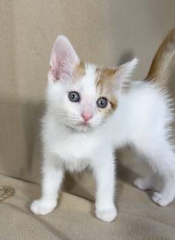 Brussel -  Domestic Short Hair Cat for Adoption in Minneapolis, Minnesota - Brussel | PetCurious
